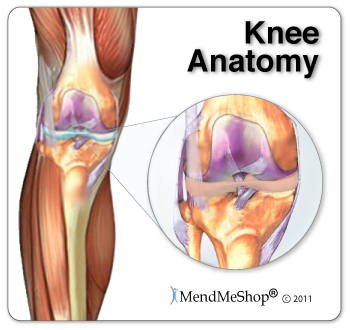 static.aidmymeniscus.com/_img/knee-anatomy.jpg