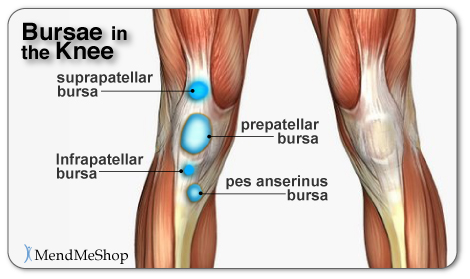 Bursae in the knee