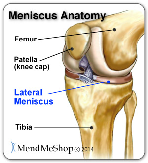 Knee joint, lateral meniscus anatomy