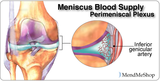 meniscus blood supply