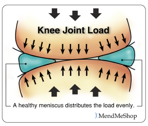 The meniscus work as shock absorbers distributing weight in the knee joint evenly.